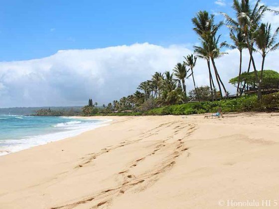 Kawailoa North Shore Homes for Sale | Beachfront Luxury Homes