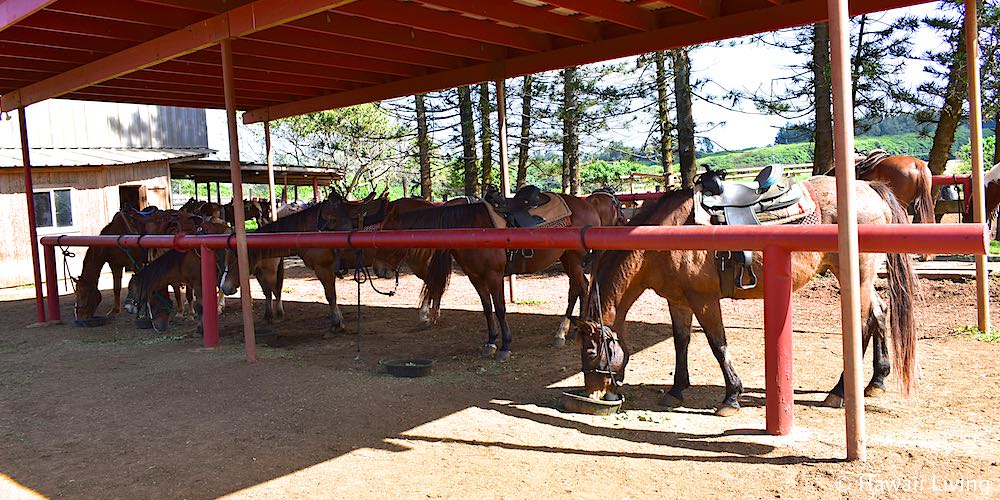 Gunstock Ranch Horses in Laie