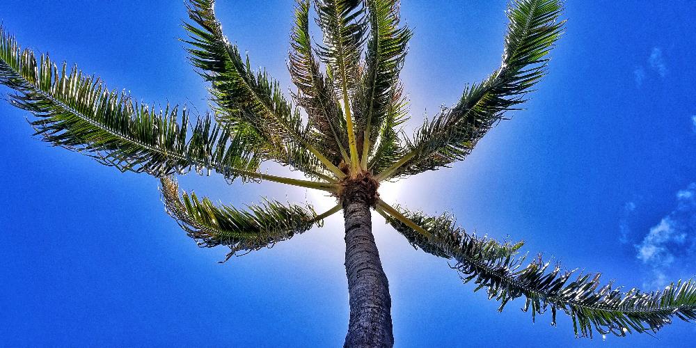 Palm Tree